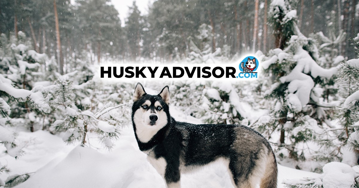 Siberian Husky exercise and how to make sure he gets a good workout