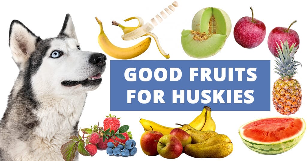 Good Fruits For Dogs Can Dogs Eat Fruits Husky Advisor