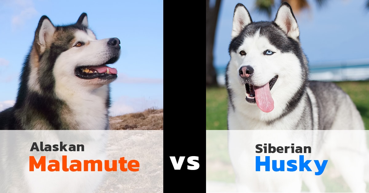 Malamute vs Husky: The Deffinitive Guide - 8 MUST know ...