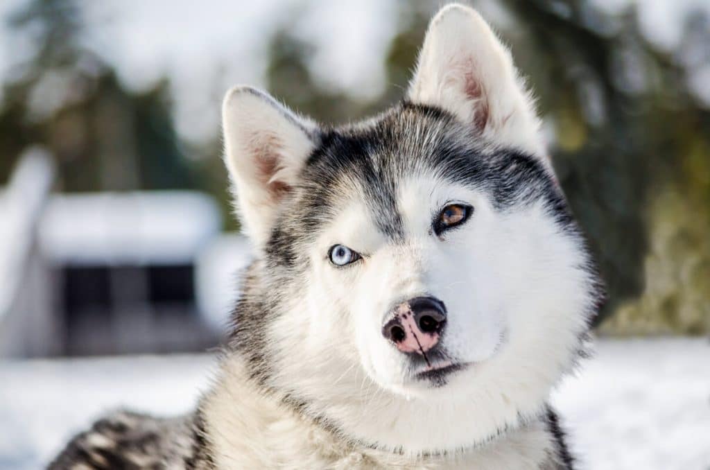 huskies-with-blue-eyes-the-guide-on-husky-eye-colors