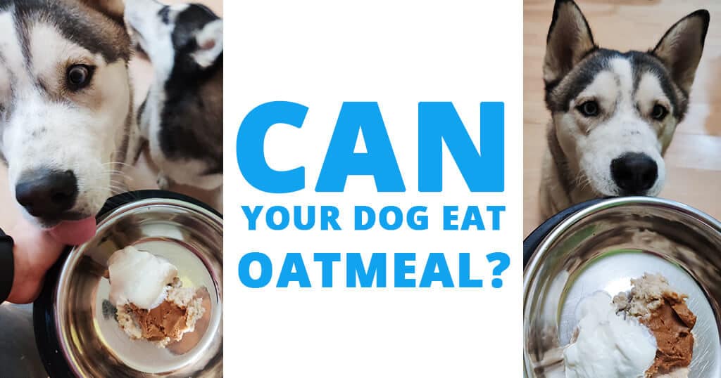 Can your dog eat oatmeal? Husky Advisor Make oatmeal for dogs