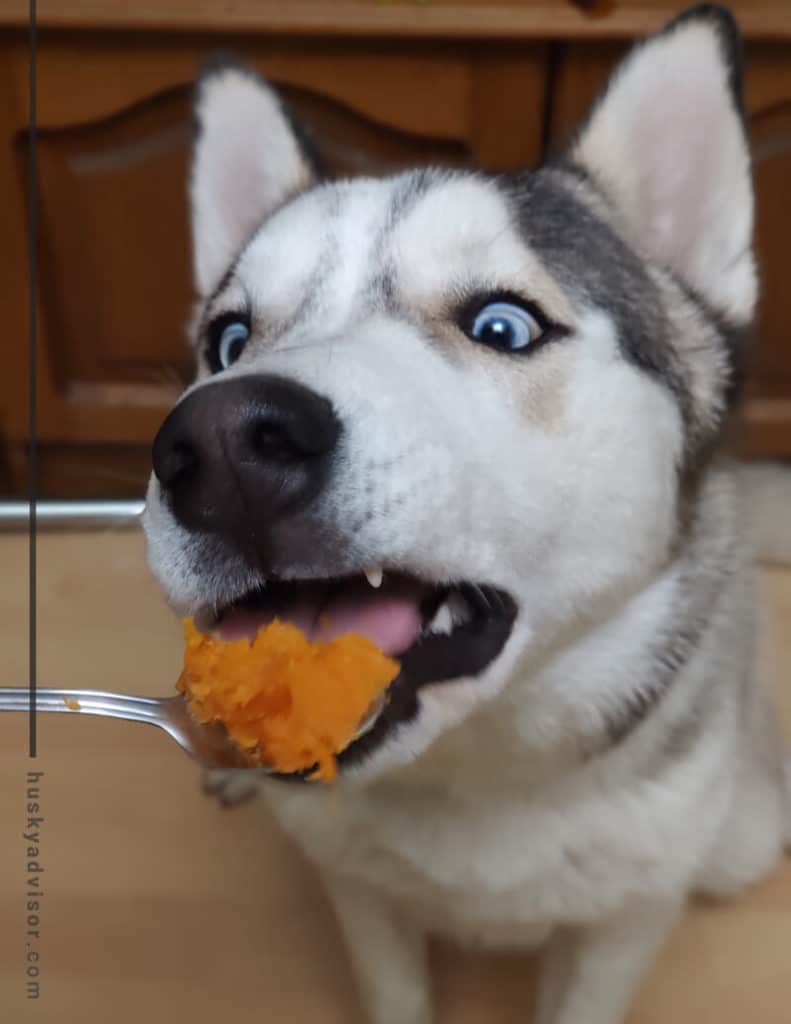 can-dogs-eat-potatoes-husky-advisor-husky-diet-dog-meals-treats