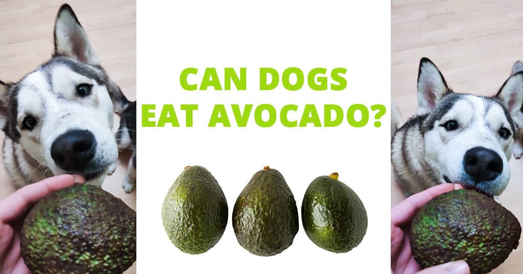 Can cows eat avocados