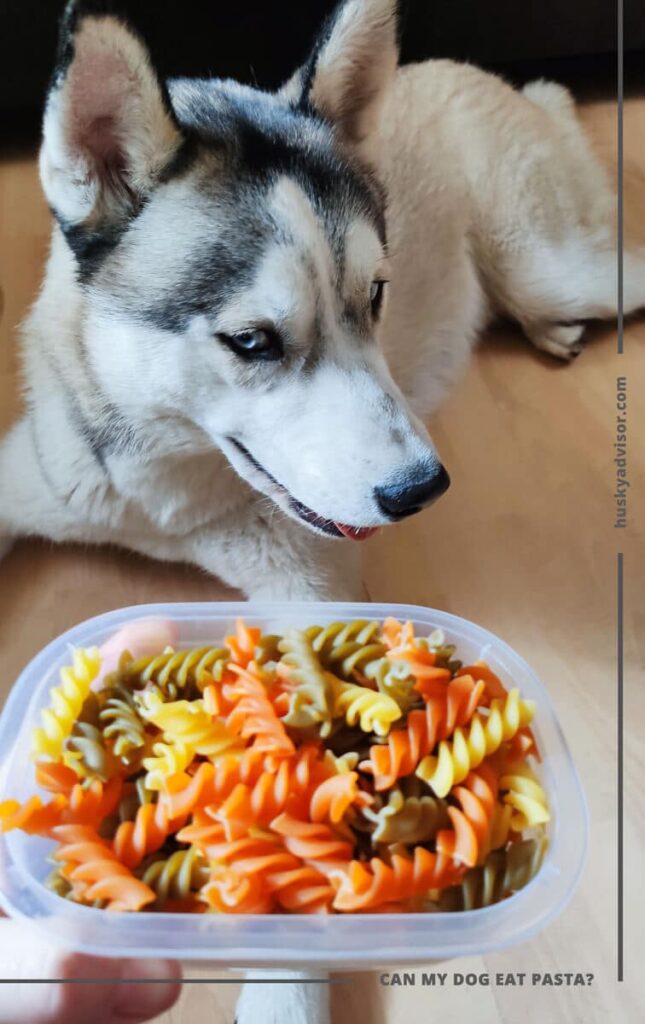 Can my dog eat pasta? Husky Advisor Is pasta good for dogs?