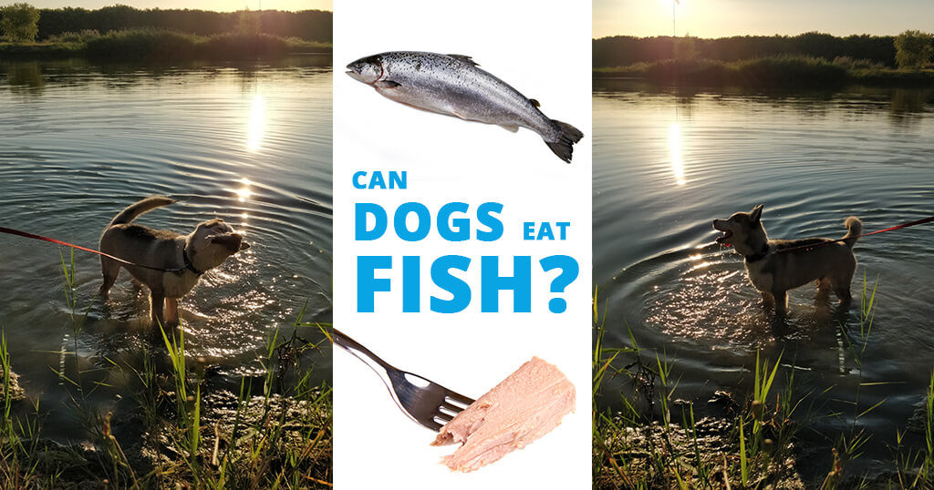 Can dogs eat fish? - Husky Advisor - How to feed fish to your dog