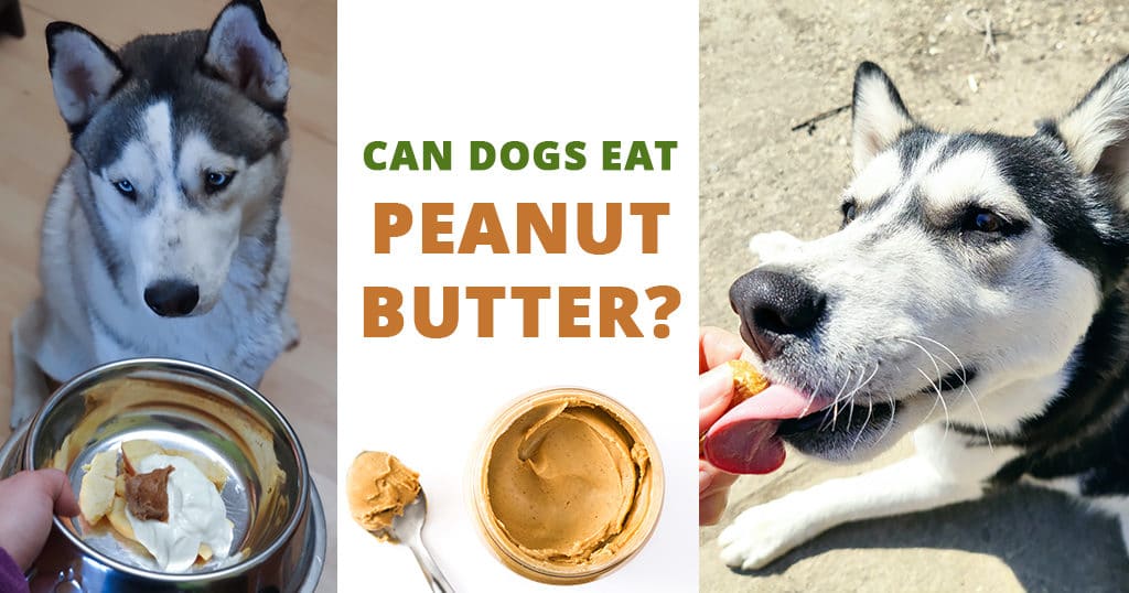 Can dogs eat peanut butter? Husky Advisor Nobake treats recipe