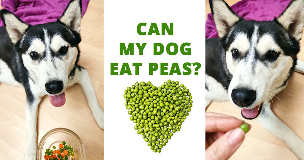 can-my-dog-eat-peas-husky-advisor-raw-frozen-cooked-peas