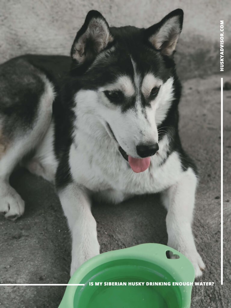 Is my Siberian husky drinking enough water? Husky Advisor