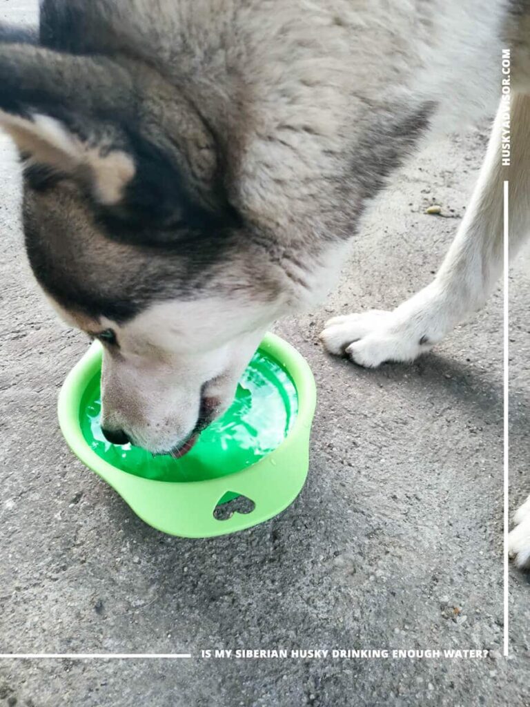 Is my Siberian husky drinking enough water? Husky Advisor